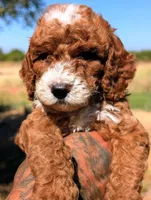 SMALL FRY, a male Cavapoo and Poodle - Miniature  for sale in Sacramento, CA – 6 of 10