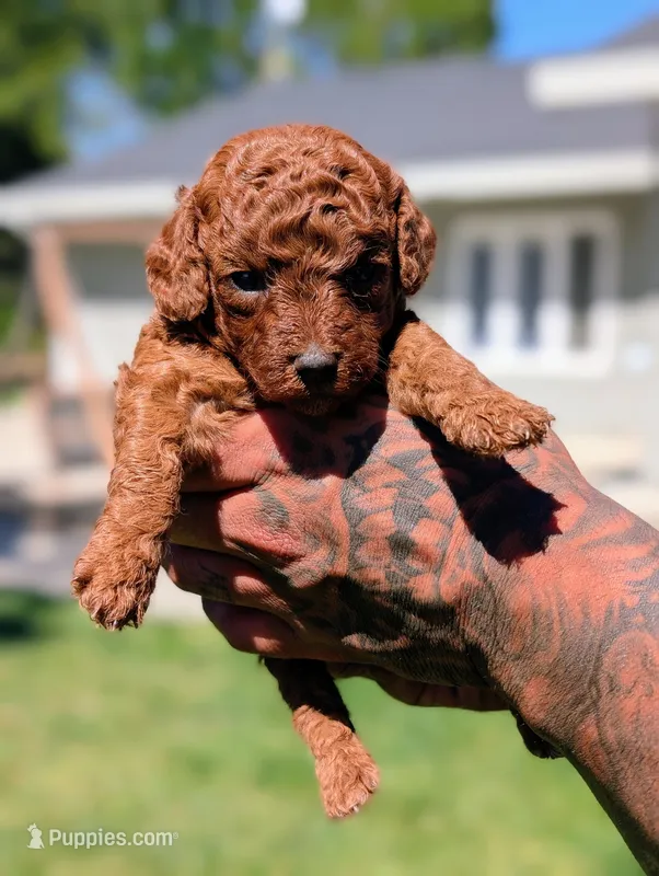 Strawberry 🍓 – Poodle - Toy , Poodle - Miniature  puppy for sale in Sacramento, CA