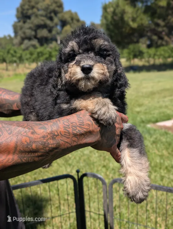 CEDAR  – Goldendoodle, Miniature Bernedoodle puppy for sale in Sacramento, CA
