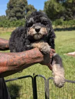 CEDAR , a female Goldendoodle and Miniature Bernedoodle for sale in Sacramento, CA – 1 of 8