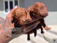 SHORTCAKE 🍰, a female Poodle - Toy  and Poodle - Miniature  for sale in Sacramento, CA – 4 of 7