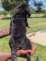 FLINT, a female Miniature Bernedoodle for sale in Sacramento, CA – 3 of 7