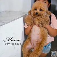 Strawberry 🍓, a female Poodle - Toy  and Poodle - Miniature  for sale in Sacramento, CA – 7 of 8