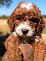 SMALL FRY, a male Cavapoo and Poodle - Miniature  for sale in Sacramento, CA – 7 of 10