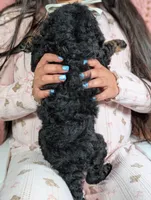 Chyna, a female Goldendoodle and Miniature Bernedoodle for sale in Sacramento, CA – Photo 5 of 5