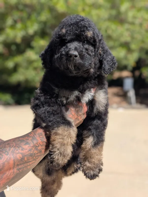 Chyna – Goldendoodle, Miniature Bernedoodle puppy for sale in Sacramento, CA