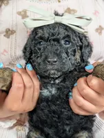 Chyna, a female Goldendoodle and Miniature Bernedoodle for sale in Sacramento, CA – Photo 4 of 5