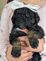 Chyna, a female Goldendoodle and Miniature Bernedoodle for sale in Sacramento, CA – Photo 3 of 5
