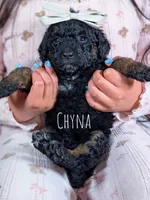 Chyna, a female Goldendoodle and Miniature Bernedoodle for sale in Sacramento, CA – Photo 1 of 5