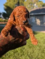 MAPLE, a male Goldendoodle for sale in Sacramento, CA – 3 of 4