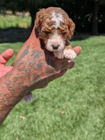 KRINKLE , a female Cavapoo and Poodle - Miniature  for sale in Sacramento, CA – 2 of 7