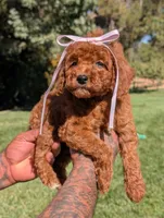 MAPLE, a female Goldendoodle and Poodle - Miniature  for sale in Sacramento, CA – 2 of 10