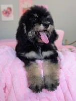 Spruce , a male Goldendoodle and Bernedoodle for sale in Sacramento, CA – 1 of 4