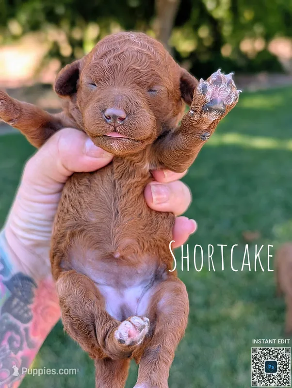 SHORTCAKE 🍰 – Poodle - Toy , Poodle - Miniature  puppy for sale in Sacramento, CA