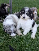 POPPY, a female Goldendoodle and Miniature Bernedoodle for sale in Sacramento, CA – 2 of 9