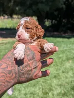 CURLY FRY , a female Cavapoo and Poodle - Miniature  for sale in Sacramento, CA – 5 of 6