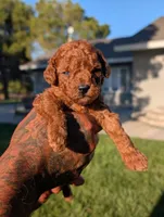 CIDER, a male Goldendoodle for sale in Sacramento, CA – 5 of 5