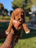 Chicky, a female Cavapoo for sale in Sacramento, CA – 2 of 4
