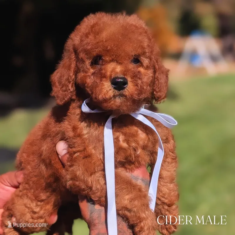 CIDER – Goldendoodle puppy for sale in Sacramento, CA