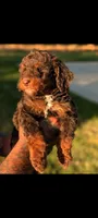 Dracula , a male Poodle - Miniature  and Miniature Bernedoodle for sale in Sacramento, CA – 2 of 2