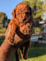PUMPKIN SPICE , a male Goldendoodle for sale in Sacramento, CA – 5 of 5