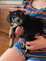 RUBY, a female Miniature Bernedoodle for sale in Sacramento, CA – Photo 5 of 5
