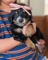 RUBY, a female Miniature Bernedoodle for sale in Sacramento, CA – Photo 4 of 5