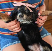 RUBY, a female Miniature Bernedoodle for sale in Sacramento, CA – Photo 1 of 5