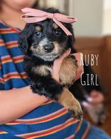 RUBY, a female Miniature Bernedoodle for sale in Sacramento, CA – Photo 2 of 5