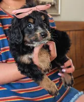 RUBY, a female Miniature Bernedoodle for sale in Sacramento, CA – Photo 3 of 5