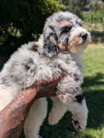 CYPRESS , a male Goldendoodle and Miniature Bernedoodle for sale in Sacramento, CA – 5 of 10