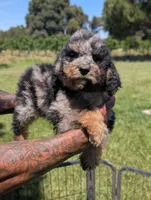 ROWAN, a male Goldendoodle and Miniature Bernedoodle for sale in Sacramento, CA – 2 of 9