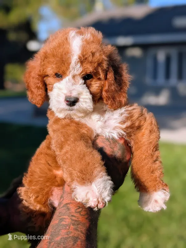 HASHBROWN – Cavapoo, Poodle - Miniature  puppy for sale in Sacramento, CA