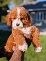 HASHBROWN, a male Cavapoo and Poodle - Miniature  for sale in Sacramento, CA – 1 of 10