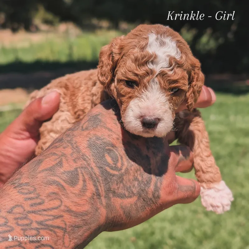 KRINKLE  – Cavapoo, Poodle - Miniature  puppy for sale in Sacramento, CA