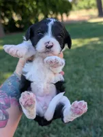 RAVEN, a female Cavapoo and Miniature Bernedoodle for sale in Sacramento, CA – 2 of 5