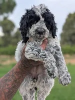 INDIGO , a female Cavapoo and Miniature Bernedoodle for sale in Sacramento, CA – 4 of 9