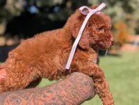 CINNAMON , a female Goldendoodle and Poodle - Miniature  for sale in Sacramento, CA – 2 of 10