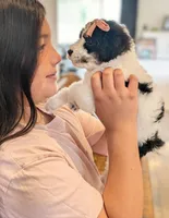 POPPY, a female Goldendoodle and Miniature Bernedoodle for sale in Sacramento, CA – Photo 3 of 6