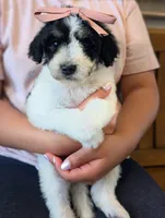 POPPY, a female Goldendoodle and Miniature Bernedoodle for sale in Sacramento, CA – Photo 6 of 6