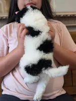 POPPY, a female Goldendoodle and Miniature Bernedoodle for sale in Sacramento, CA – Photo 2 of 6