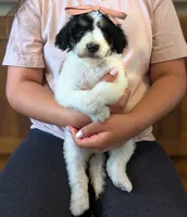 POPPY, a female Goldendoodle and Miniature Bernedoodle for sale in Sacramento, CA – Photo 1 of 6