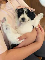 POPPY, a female Goldendoodle and Miniature Bernedoodle for sale in Sacramento, CA – Photo 4 of 6