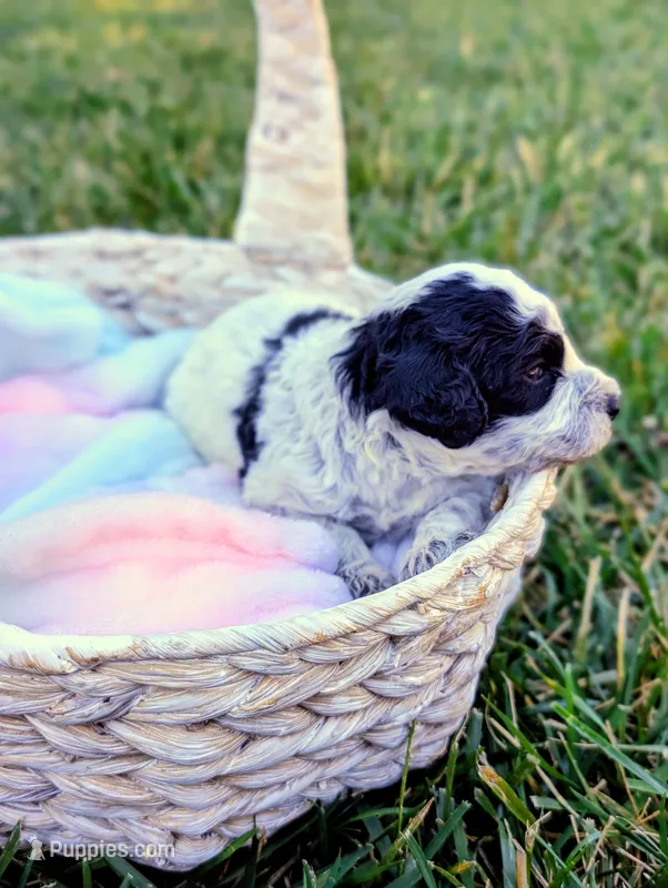 INDIGO  – Cavapoo, Miniature Bernedoodle puppy for sale in Sacramento, CA