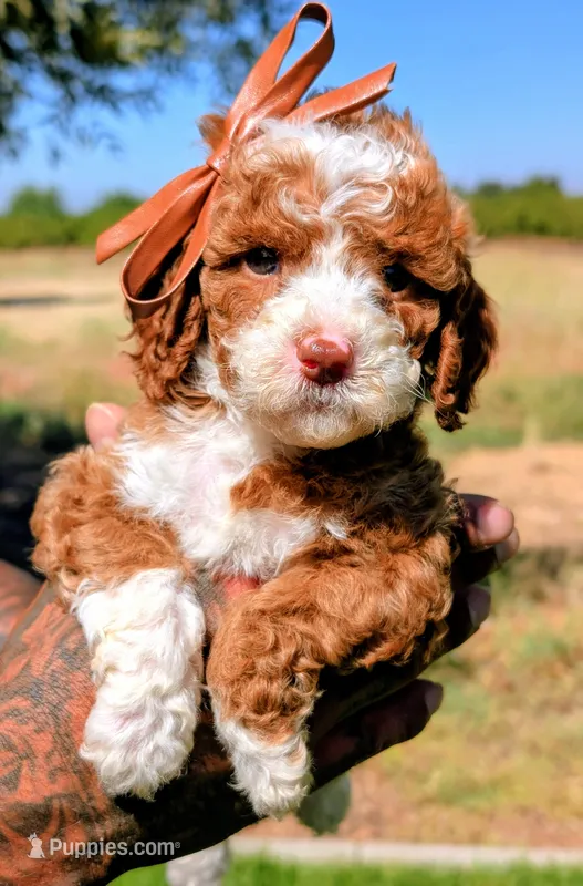 CURLY FRY  – Cavapoo, Poodle - Miniature  puppy for sale in Sacramento, CA