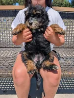 JETT, a male Miniature Bernedoodle for sale in Sacramento, CA – 2 of 7