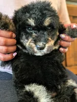 CEDAR , a female Goldendoodle and Miniature Bernedoodle for sale in Sacramento, CA – Photo 3 of 5