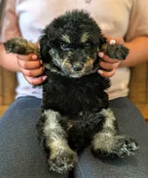 CEDAR , a female Goldendoodle and Miniature Bernedoodle for sale in Sacramento, CA – Photo 2 of 5