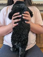 CEDAR , a female Goldendoodle and Miniature Bernedoodle for sale in Sacramento, CA – Photo 5 of 5