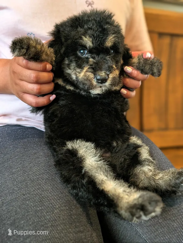 CEDAR  – Goldendoodle, Miniature Bernedoodle puppy for sale in Sacramento, CA